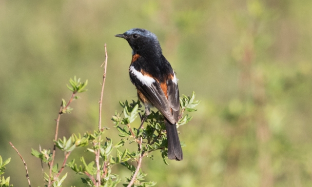 Tähtileppälintu Phoenicurus schisticeps White-throated Redstart +1cy male