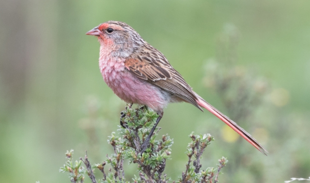 Pyrstöpunavarpunen Urocynchramus pylzowi Przewalski´s Rosefinch +1cy