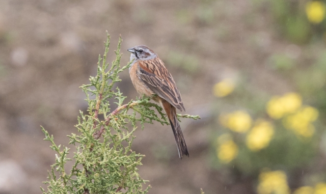 Kiinanvuorisirkku Emberiza godlewskii Eastern Rock Bunting 