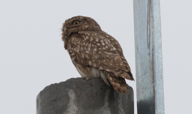 Minervanpöllö Athene noctua Little Owl