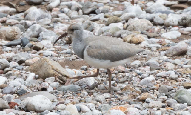 Iibisnokka Ibidorhyncha struthersii Ibis Bill juvenile