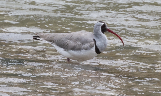 Iibisnokka Ibidorhyncha struthersii Ibis Bill adult