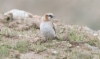 Rusolumivarpunen Pyrgilauda ruficollis Rufous-necked Snowfinch
