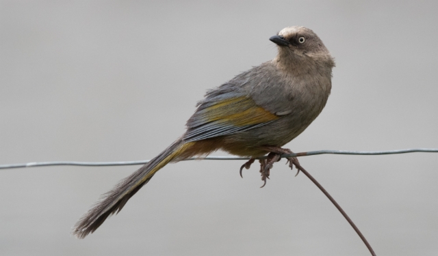 Keltasiipitimali Garrulax elliotii Elliot´s Laughing-thrush