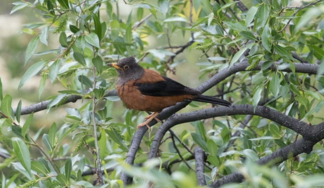 Harmaahuppurastas Turdus rubrocanus Chestnut Thrush