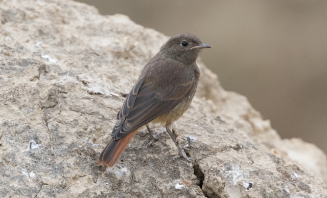 Mustaleppälintu Phoenicurus ochruros ssp rufiventris Black Redstart juvenile