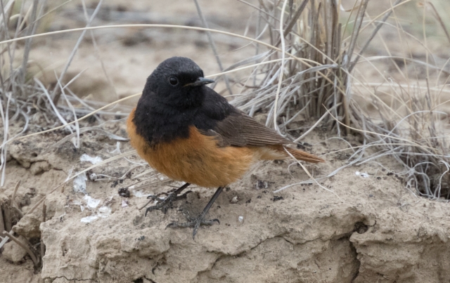 Mustaleppälintu Phoenicurus ochruros ssp rufiventris Black Redstart +1cy male