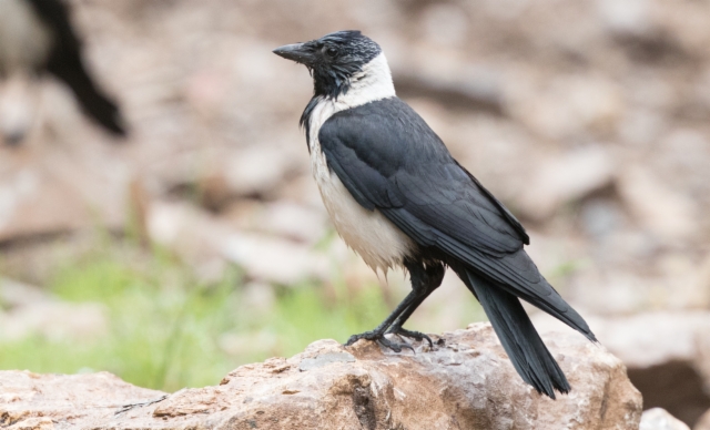 Idännaakka Corvus dauuricus Daurian Jackdaw +2cy