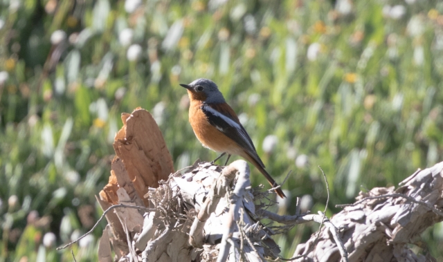 Kiinanleppälintu Phoenicurus alaschanicus Przewalski´s Redstart +1cy male