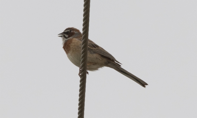 Niittysirkku Emberiza cioides Meadow Bunting +1cy male