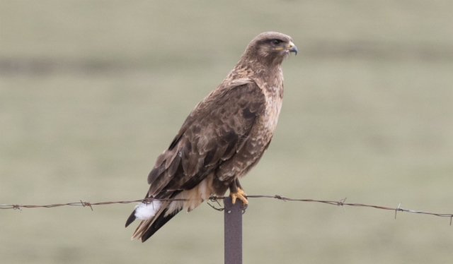 Mongolianhiirihaukka Buteo hemilasius Upland Buzzard +2cy