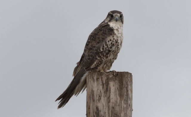 Aavikkohaukka Falco cherrug milvipes Saker +1cy