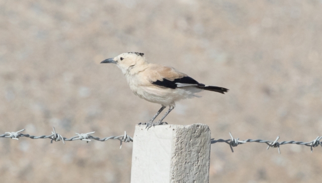 Aavikkonärhi Podoces hendersoni Mongolian Ground Jay