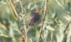 Phylloscopus occisinensis Alpine Leaf Warbler +1cy