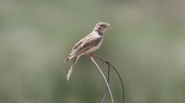 Karakoruminkiuru Calandrella acutirostris Hume´s Short-toed Lark +1cy male