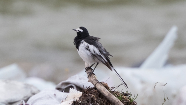 Västäräkki Motacilla alba alboides White Wagtail +1cy male