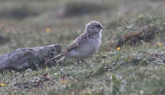 Piiskulumivarpunen Onychostruthus taczanowskii White-rumped Snowfinch