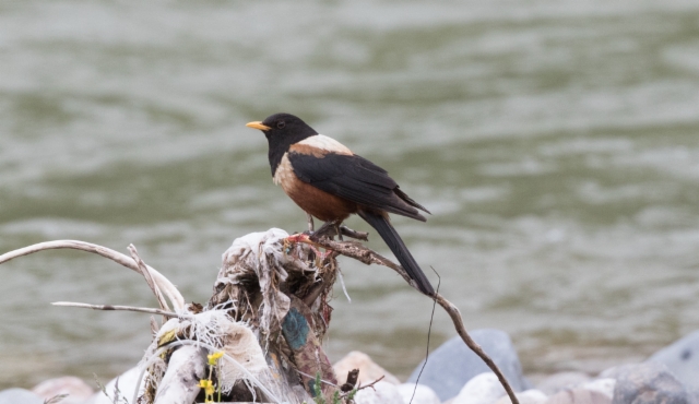 Katajarastas Turdus kessleri Kessler´s Thrush