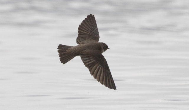 Aasiantörmäpääsky Riparia diluta tibetana Asian Pale Sand Martin