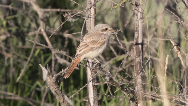 Punapyrstölepinkäinen Lanius isabellinus tsaidamensis Isabelline Shrike 1cy