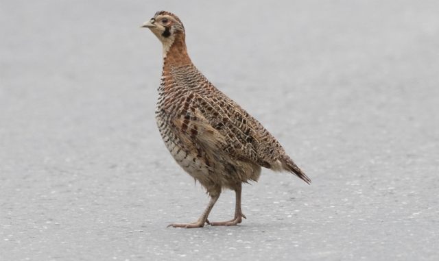 Tiibetinpyy Perdix hodgsoniae Tibetan Partridge