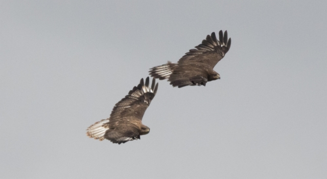 Mongolianhiirihaukka Buteo hemilasius Upland Buzzard adults