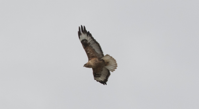 Mongolianhiirihaukka Buteo hemilasius Upland Buzzard adult