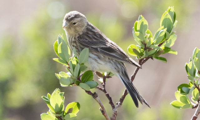 Vuorihemppo Carduelis flavirostris Twite ssp miniakensis