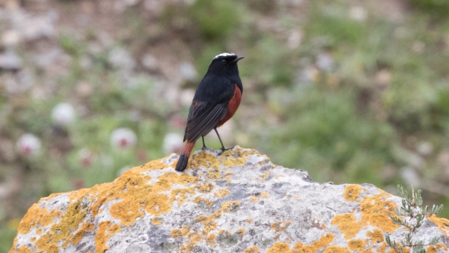 Virtaleppälintu Chaimarrornis leucocephalus White-capped Water Redstart