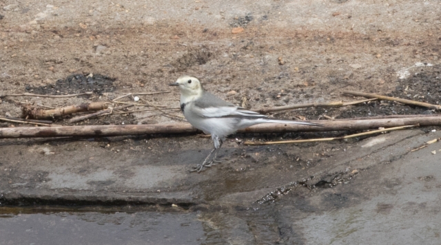 Västäräkki Motacilla alba leucopsis Amur Wagtail 1 cy