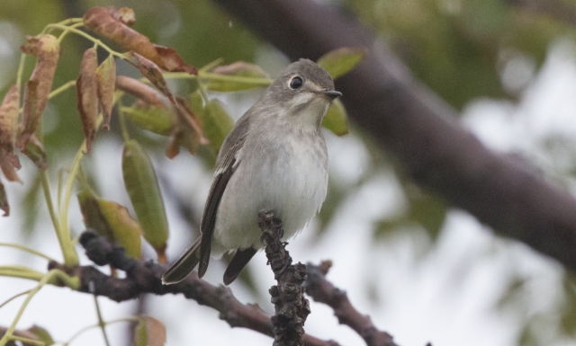 Ruskosieppo Muscicapa dauurica Asian Brown Flycatcher 1cy