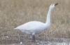 Pikkujoutsen Cygnus columbianus bewickii Tundra Swan adult