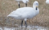 Pikkujoutsen Cygnus columbianus bewickii Tundra Swan 2cy