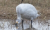 Pikkujoutsen Cygnus columbianus bewickii Tundra Swan 2cy