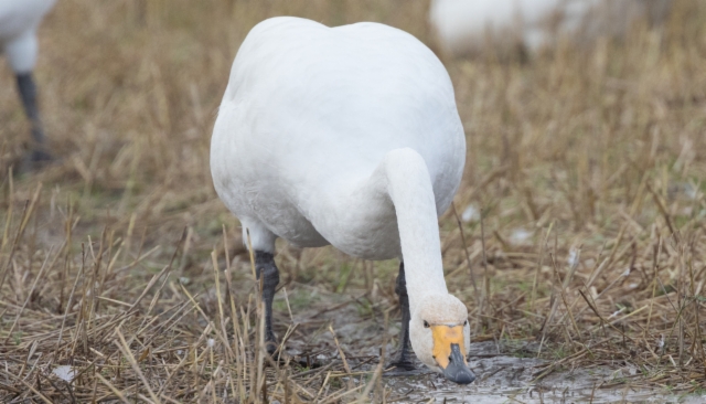 Laulujoutsen Cygnus cygnus Whooper Swan