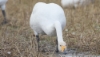 Laulujoutsen Cygnus cygnus Whooper Swan