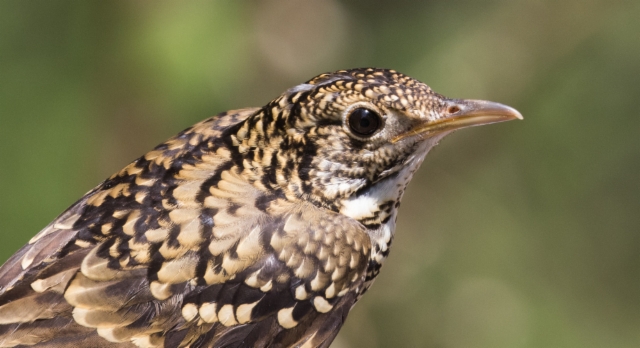 Kirjorastas Zoothera aurea White´s Thrush