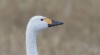 Pikkujoutsen Cygnus columbianus bewickii Tundra Swan adult