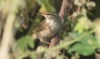 Kamchatka Leaf Warbler Phylloscopus examinandus +1cy (presumed)