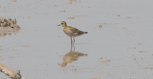 Siperiankurmitsa Pluvialis fulva Pacific Golden Plover 1cy