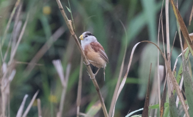 Ruokotimali Paradoxornis heudei Reed Parrotbill