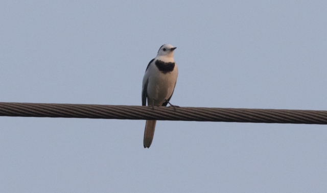 Västäräkki Motacilla alba leucopsis White Wagtail (Amur Wagtail) +1cy male