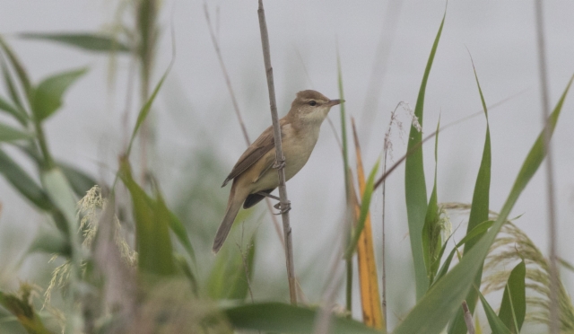 Idänrastaskerttunen Acrocephalus orientalis Oriental Reed Warbler 1 cy