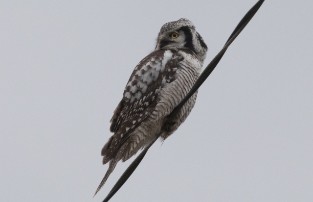 Hiiripöllö Surnia ulula Hawk Owl 