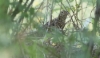 Kirjorastas Zoothera aurea White´s Thrush