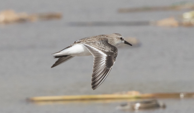 Rusokaulasirri Calidris ruficollis Rufous-necked Stint 1cy