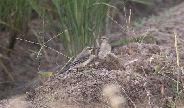 Keltavästäräkki Motacilla (flava) tschutschensis (Eastern) Yellow Wagtail 1cy