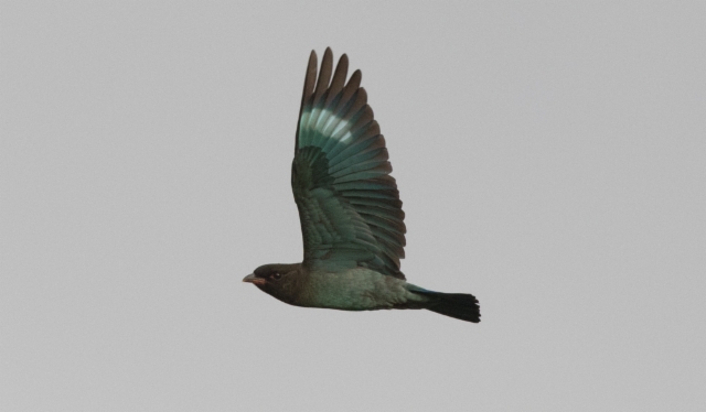 Aasiansininärhi Eurystomus orientalis Dollarbird