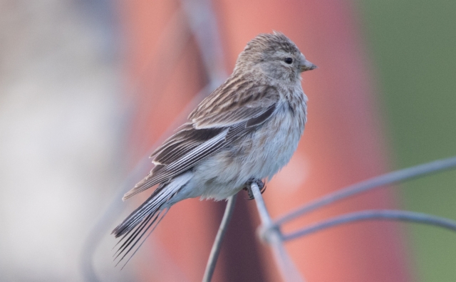 Vuorihemppo Carduelis flavirostris ssp miniakensis Twite