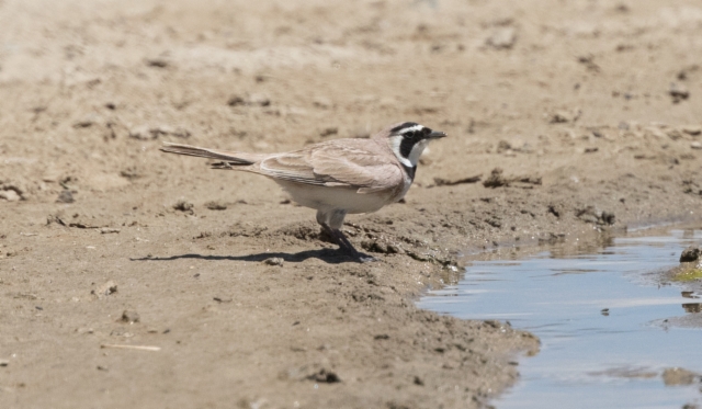 Tunturikiuru Eremophila alpestris Horned Lark adult male (+1cy)